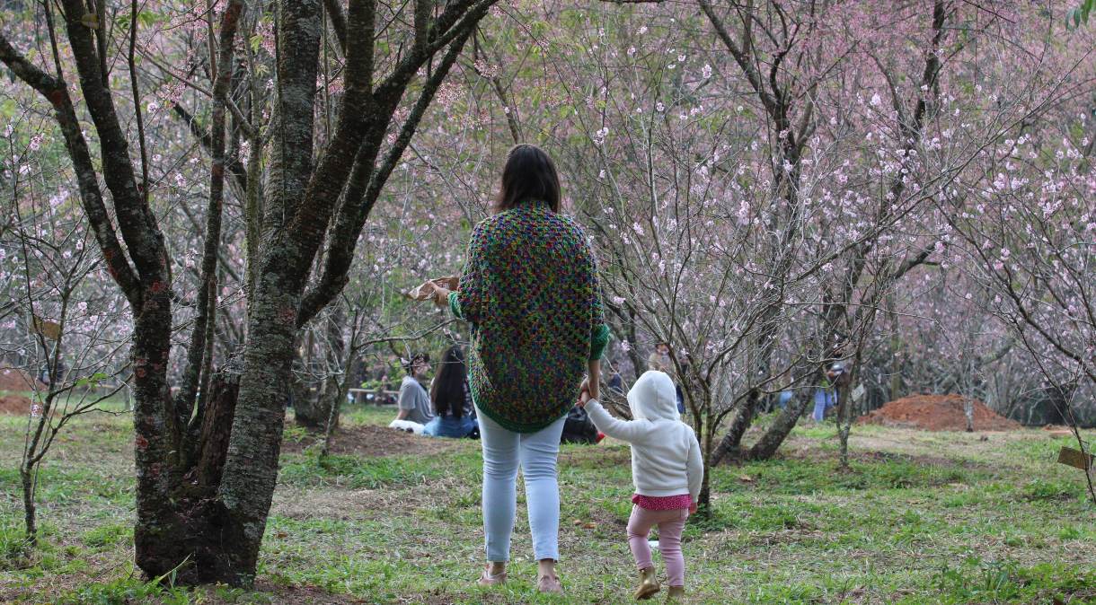 Início da floração das cerejeiras no Parque do Carmo, zona Leste de São Paulo