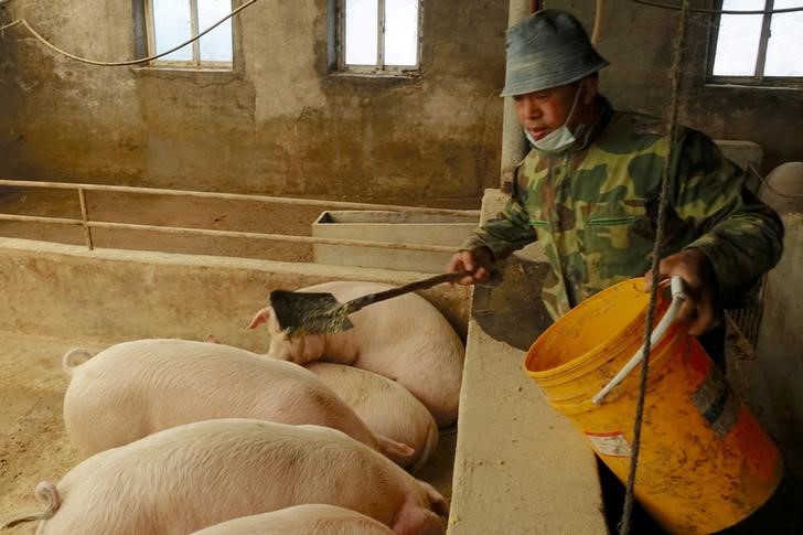 Produção de carne suína da China saltou 38% nos primeiros três trimestres de 2021