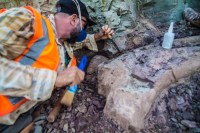 Fósseis de dinossauros são encontrados em obra de ferrovia no Maranhão