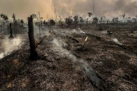 Desmatamento está tornando Amazônia uma emissora de carbono, diz ex-Inpe