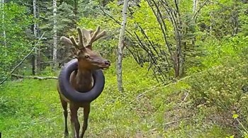 Guardas florestais monitoram animal desde 2019, e precisaram usar um tranquilizante para se aproximar e retirar o objeto