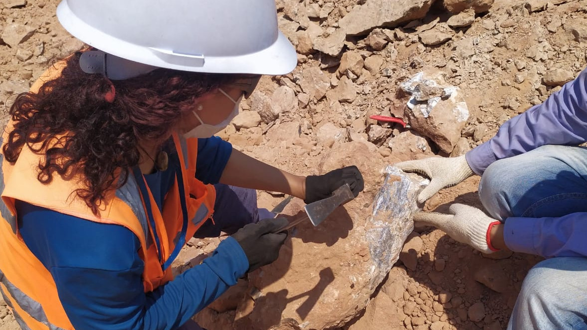 Pesquisadores trabalham para recuperar fóssil encontrado em rodovia próxima a Marília (SP)
