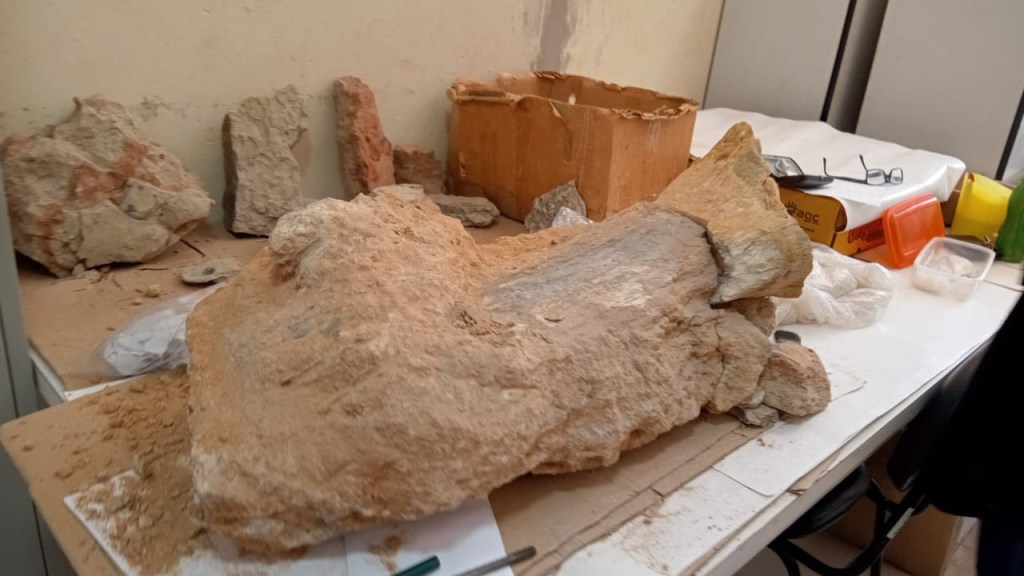 Fóssil dinossauro rodovia Marília (SP)