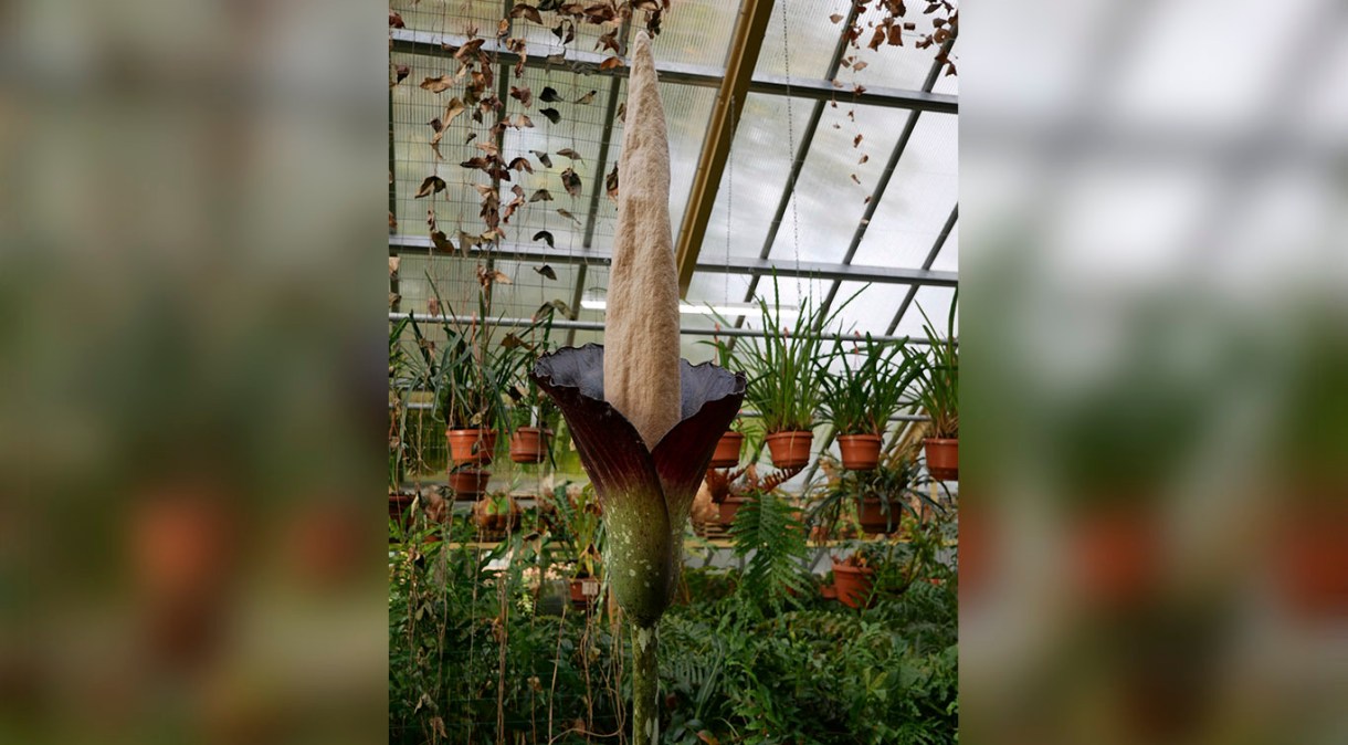 Amorphophallus decus-silvae