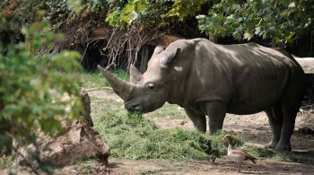 Corpo do animal será exibido em museu de ciências para reforçar preservação da espécie