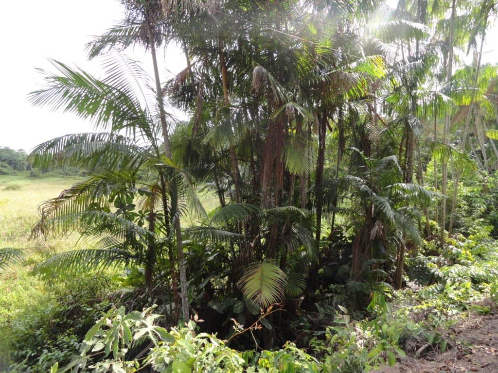 Áreas em processo natural de regeneração no município de Paragominas, Pará