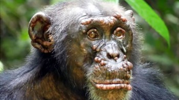 Ao examinar imagens de chimpanzés, pesquisadores encontraram lesões graves semelhantes às da hanseníase em alguns deles