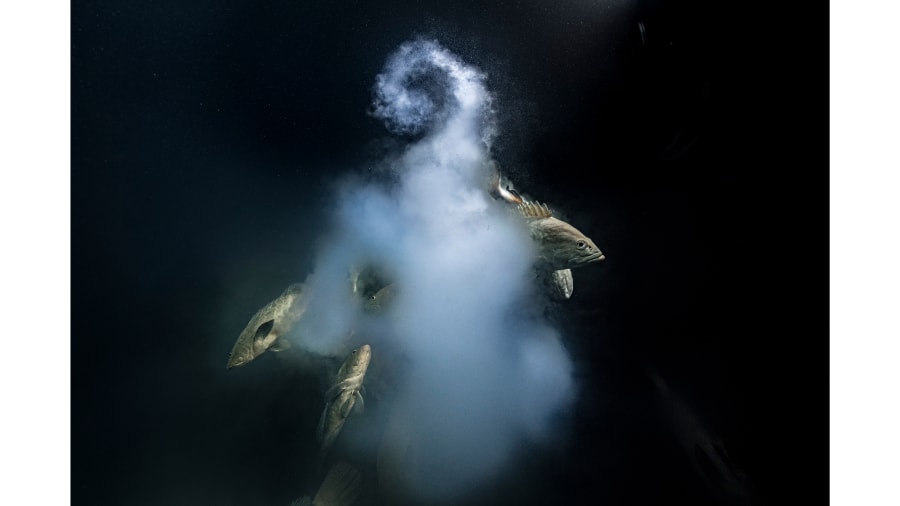 Foto vencedora do fotógrafo subaquático francês Laurent Ballesta de garoupas camufladas saindo de suas nuvens de óvulos e espermatozoides em Fakarava, na Polinésia Francesa