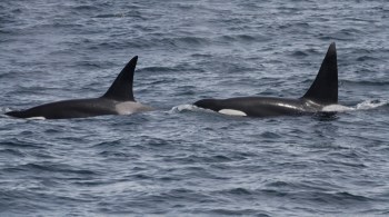 Grupo de baleias come grandes mamíferos marinhos, incluindo filhotes de baleias cinzentas