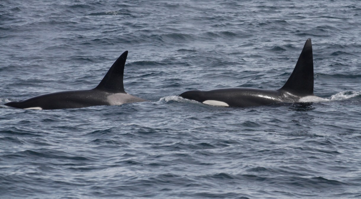 Duas baleias assassinas temporárias masculinas da costa externa, OCT030C (à esquerda) e OCT060 (à direita) viajando ao longo das ondas do oceano aberto