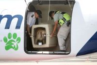 Vai viajar de avião com seu pet? Veja em cinco passos como prepará-lo para o voo