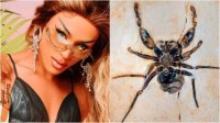 Fóssil de aranha que homenageia Pabllo Vittar é devolvido ao Brasil