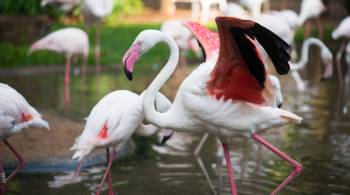 Somente quatro aves sobreviveram ao ataque na madrugada