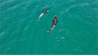 Dez orcas chegam perto de praia em Arraial do Cabo, no Rio de Janeiro