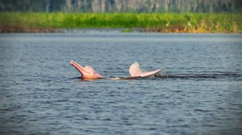 Maior golfinho de água doce mundo é ameaçado por pesca e mineração, e pesquisadores querem saber como esses animais se adaptam em reservatórios da região 