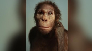 O Australopithecus sediba foi uma forma de transição de um antigo parente humano, intermediário entre os humanos e os grandes macacos, concluiu um estudo