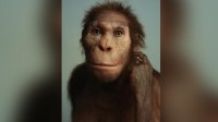 Fósseis sugerem que ancestrais caminhavam como humanos e escalavam como macacos