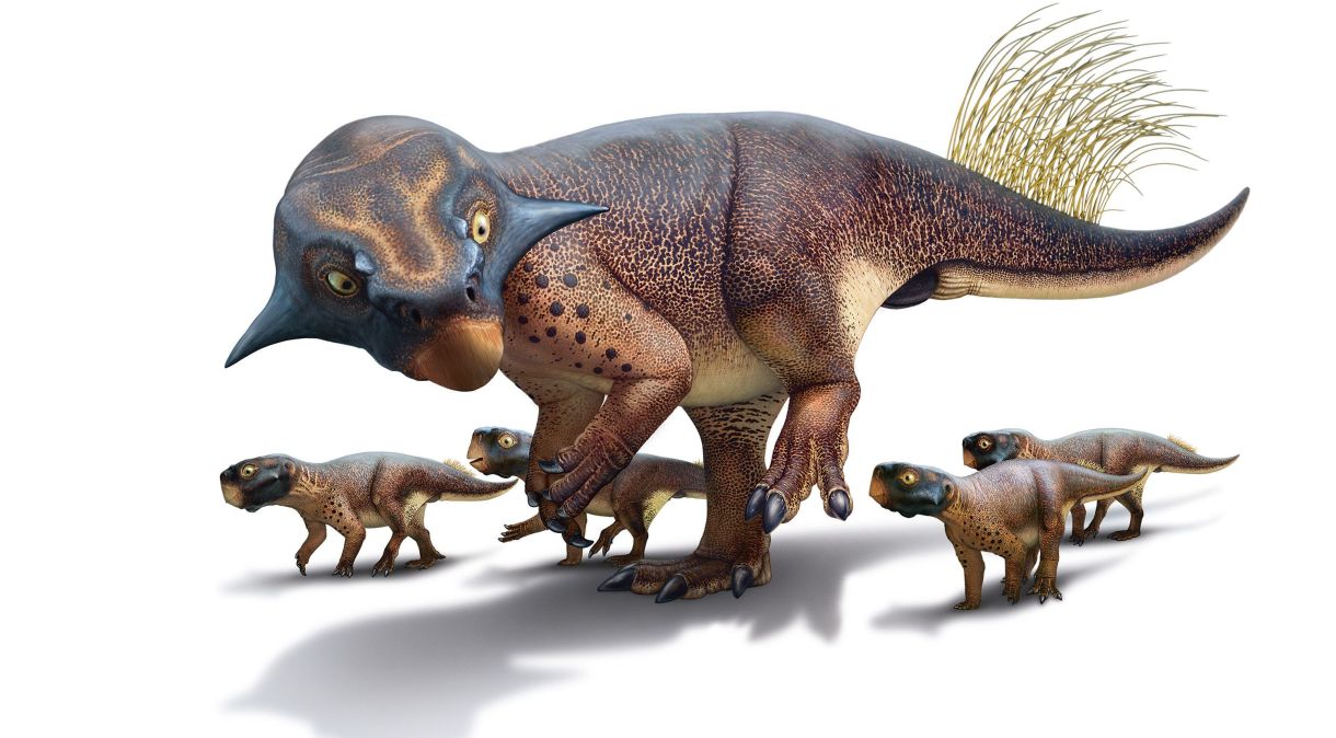 Reconstrução de um Psitacossauro, um fóssil encontrado para esta criatura continha tecido macio preservado, incluindo pele e uma série de penas semelhantes a juncos no topo da cauda