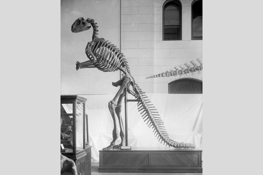Uma restauração do esqueleto de Hadrosaurus
