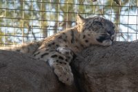 Leopardos-das-neves morrem de complicações de Covid-19 em zoológico nos EUA