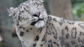 Felino agarrou criança no Parque Nacional Sanjay-Dubri e Reserva de Trigres enquanto ela estava sentada com a mãe e irmãos em uma cabana no local