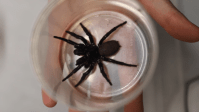 Parque de Reptéis da Austrália recebe mega-aranha com capacidade de perfurar unhas