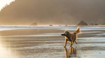 Prefeitura diz que Santos é a primeira cidade do litoral paulista a liberar cachorros na faixa de areia