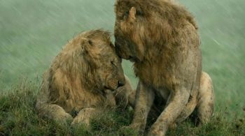 As 25 imagens estão atualmente em exibição em uma exposição no Museu de História Natural de Londres até o final da votação em 2 de fevereiro de 2022