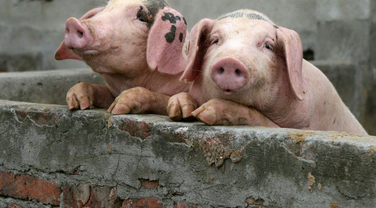 Peste suína africana acomete apenas porcos, mas não possui tratamento