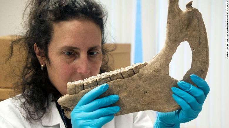 Katherine Kanne, pesquisadora da Universidade de Exeter, mede a mandíbula de um cavalo encontrada em Lincolnshire, na Inglaterra