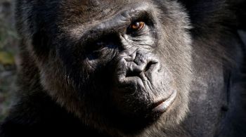 Animal sofria de artrite e outras complicações decorrentes da idade avançada; Choomba foi a matriarca de quatro gerações de gorilas