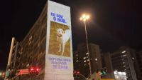 Fotos de cães e gatos para adoção são projetadas em prédio de São Paulo