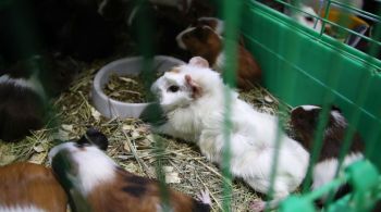 Governo ordenou abate após surto de Covid ligado a um trabalhador de pet shop onde 11 hamsters testaram positivo