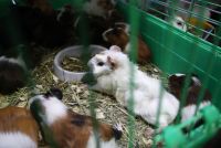 Após Hong Kong anunciar abate de hamsters, milhares se voluntariam para adotar animais