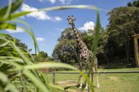 Girafa mais velha do Brasil morre em zoológico de Curitiba