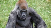 Ozzie, gorila macho mais velho do mundo, morre em zoológico de Atlanta (EUA)