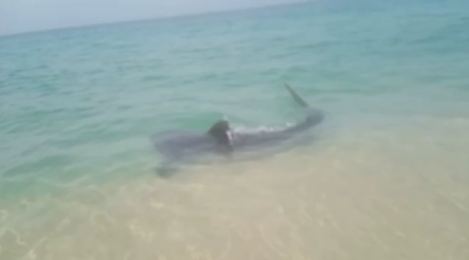 Tubarão de dois metros é visto em praia do Rio de Janeiro