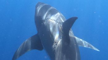 Registro foi feito por fotógrafo na costa do México em 2019; hipótese é de que o animal tenha sido atacado por outro tubarão