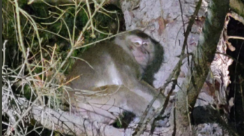 Veículo transportava cerca de 100 macacos quando acidente ocorreu, e todos foram encontrados
