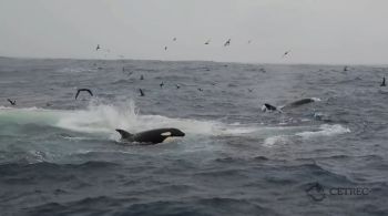 Nos últimos três anos, o Estreito de Gibraltar teve mais de 500 interações entre orcas e embarcações