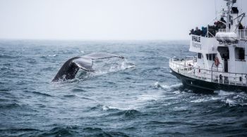 Ministro das Pescas e Agricultura Svandís Svavarsdóttir disse que é "indiscutível" que a caça às baleias não teve muito impacto econômico para a Islândia nos últimos anos