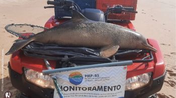 As toninhas, espécie pequena de golfinho que vive no Sul do país, são um dos animais aquáticos mais ameaçados de extinção no Brasil