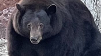 Já foram relatados mais de 100 avistamentos do urso em South Lake Tahoe