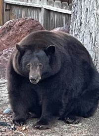 Urso de 200 kg invade cerca de 30 casas na Califórnia; animal está à solta