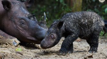 Segundo o Ministério do Meio Ambiente, nascimento do animal é uma boa notícia em meio aos esforços do governo e parceiros indonésios para aumentar a população de rinocerontes na região