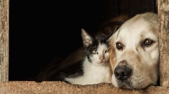 Animais de estimação necessitam de cuidados para não terem problemas de saúde causados pelas ondas de calor