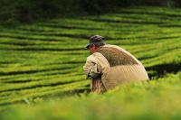 Oportunidades de emprego no agro quase dobram em um ano, segundo plataforma