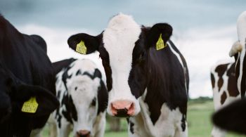 Uso de tecnologias na pecuária ajuda a diminuir impacto da criação de bovinos no clima