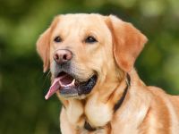 Labrador é raça canina mais popular de 2021, segundo clube de registro dos EUA