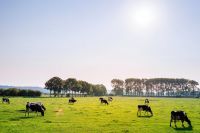 Produção de carne bovina no Brasil pode cair 25% até 2050 por respostas às mudanças climáticas